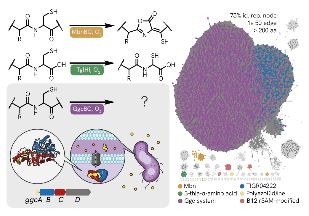 an image highlighting the many uncharacterized members (and subfamilies) of a class of poorly studied microbial enzymes that modify amino acids in natural product biosynthesis. a hypothesized pathway related to heavy metal resistance is proposed for the most widespread family member.
