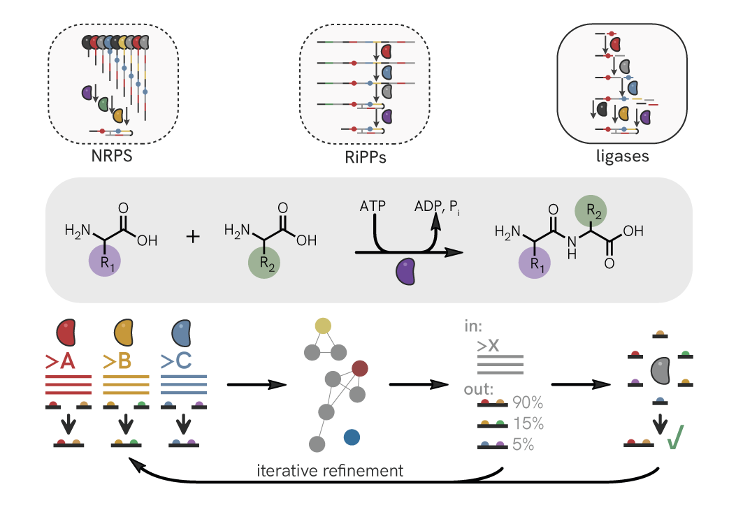 an image in three parts, highlighting known classes of peptide-forming enzymes in natural product biosynthesis, a mechanism for ATP-dependent amide bond formation, and a schematic representing the development of a computational model for enzyme substrate specificity.