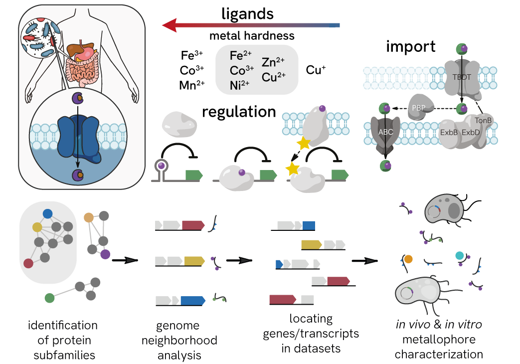 a multipart image illustrating proposed research related to metal uptake in the human gut microbiome. highlighted are 3 classes of proteins related to metal binding natural products, and a schematic for computationally using this information to identify new such compounds in this important but poorly understood environment.
