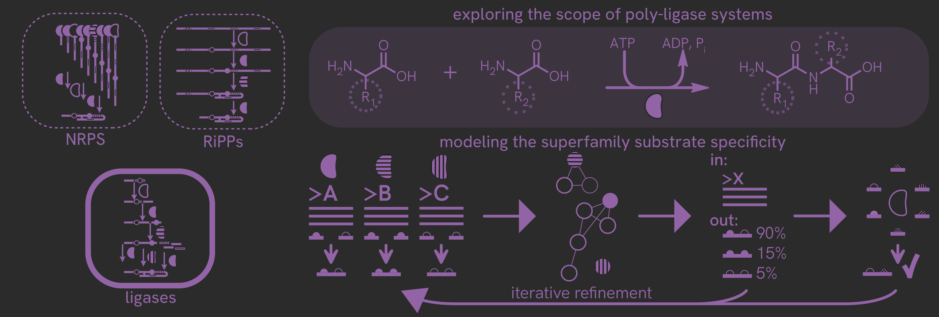 an image in three parts, highlighting known classes of peptide-forming enzymes in natural product biosynthesis, a mechanism for ATP-dependent amide bond formation, and a schematic representing the development of a computational model for enzyme substrate specificity.