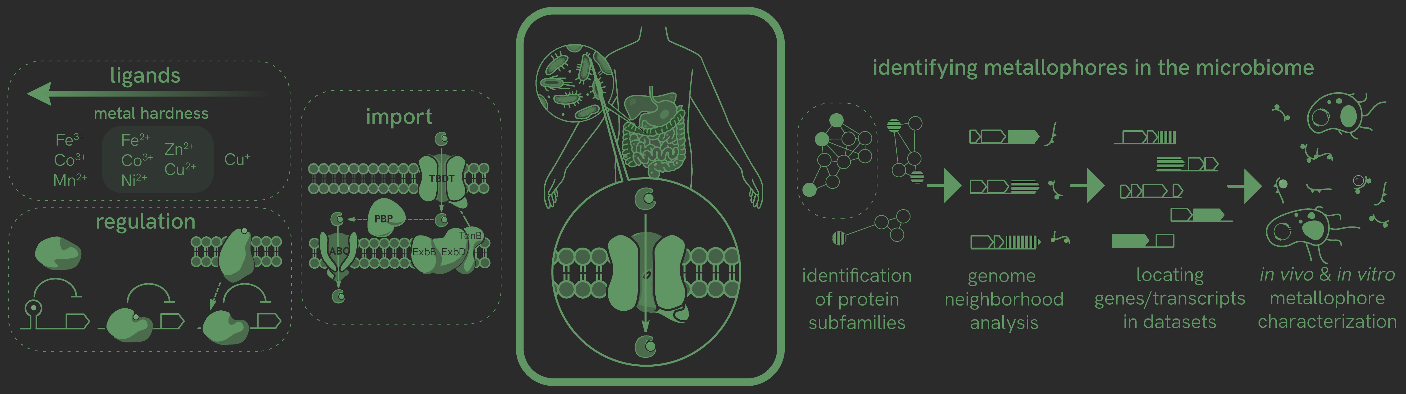 a multipart image illustrating proposed research related to metal uptake in the human gut microbiome. highlighted are 3 classes of proteins related to metal binding natural products, and a schematic for computationally using this information to identify new such compounds in this important but poorly understood environment.
